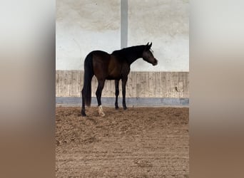 Sportivo Tedesco / Sportivo della Germania, Giumenta, 3 Anni, 155 cm, Baio