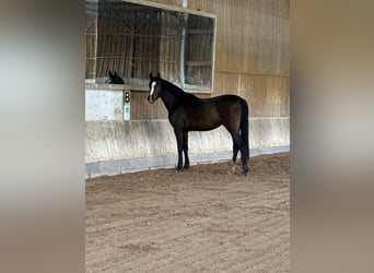 Sportivo Tedesco / Sportivo della Germania, Giumenta, 3 Anni, 155 cm, Baio