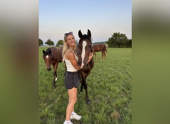 Sportivo Tedesco / Sportivo della Germania, Giumenta, 3 Anni, 155 cm, Baio