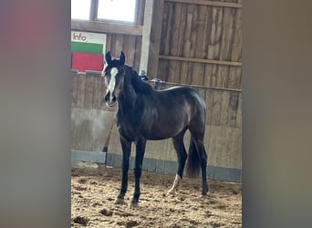 Sportivo Tedesco / Sportivo della Germania, Giumenta, 3 Anni, 155 cm, Baio