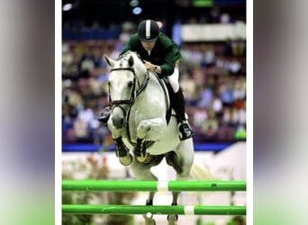 Sportivo Tedesco / Sportivo della Germania, Giumenta, 3 Anni, 155 cm, Baio scuro