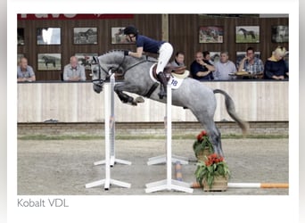 Sportivo Tedesco / Sportivo della Germania, Giumenta, 3 Anni, 155 cm, Baio scuro