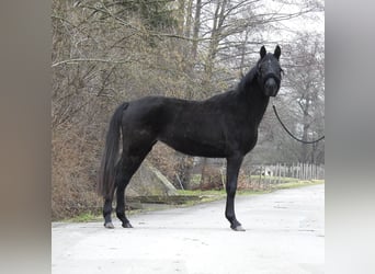 Sportivo Tedesco / Sportivo della Germania, Giumenta, 3 Anni, 155 cm