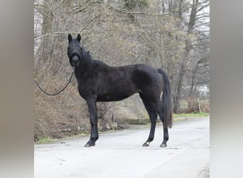 Sportivo Tedesco / Sportivo della Germania, Giumenta, 3 Anni, 155 cm