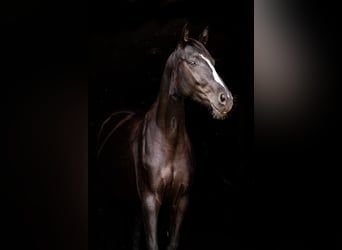 Sportivo Tedesco / Sportivo della Germania, Giumenta, 3 Anni, 157 cm, Morello