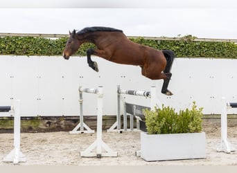 Sportivo Tedesco / Sportivo della Germania, Giumenta, 3 Anni, 160 cm, Baio