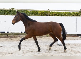 Sportivo Tedesco / Sportivo della Germania, Giumenta, 3 Anni, 160 cm, Baio
