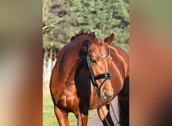 Sportivo Tedesco / Sportivo della Germania, Giumenta, 3 Anni, 160 cm, Sauro