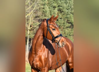 Sportivo Tedesco / Sportivo della Germania, Giumenta, 3 Anni, 160 cm, Sauro