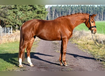 Sportivo Tedesco / Sportivo della Germania, Giumenta, 3 Anni, 160 cm, Sauro