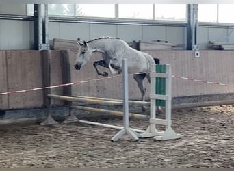 Sportivo Tedesco / Sportivo della Germania, Giumenta, 3 Anni, 161 cm, Grigio