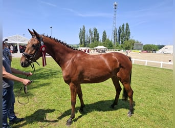 Sportivo Tedesco / Sportivo della Germania, Giumenta, 3 Anni, 162 cm, Baio