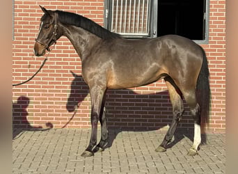 Sportivo Tedesco / Sportivo della Germania, Giumenta, 3 Anni, 162 cm, Baio