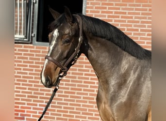 Sportivo Tedesco / Sportivo della Germania, Giumenta, 3 Anni, 162 cm, Baio