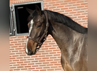 Sportivo Tedesco / Sportivo della Germania, Giumenta, 3 Anni, 162 cm, Baio