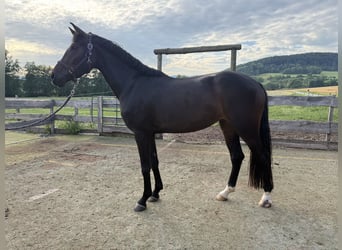 Sportivo Tedesco / Sportivo della Germania, Giumenta, 3 Anni, 162 cm, Baio nero