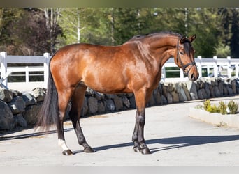 Sportivo Tedesco / Sportivo della Germania, Giumenta, 3 Anni, 163 cm, Baio