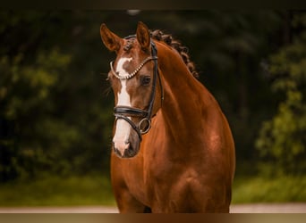 Sportivo Tedesco / Sportivo della Germania, Giumenta, 3 Anni, 163 cm