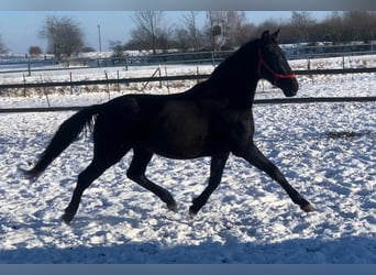 Sportivo Tedesco / Sportivo della Germania, Giumenta, 3 Anni, 163 cm, Morello