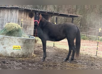Sportivo Tedesco / Sportivo della Germania, Giumenta, 3 Anni, 163 cm, Morello