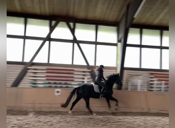 Sportivo Tedesco / Sportivo della Germania, Giumenta, 3 Anni, 164 cm, Morello