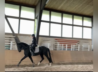 Sportivo Tedesco / Sportivo della Germania, Giumenta, 3 Anni, 164 cm, Morello