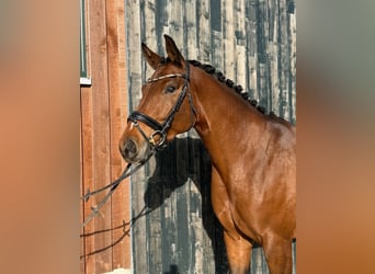 Sportivo Tedesco / Sportivo della Germania, Giumenta, 3 Anni, 165 cm, Baio