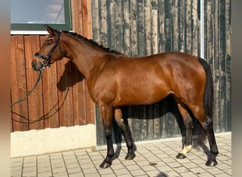 Sportivo Tedesco / Sportivo della Germania, Giumenta, 3 Anni, 165 cm, Baio