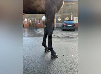 Sportivo Tedesco / Sportivo della Germania, Giumenta, 3 Anni, 165 cm, Baio