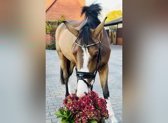 Sportivo Tedesco / Sportivo della Germania, Giumenta, 3 Anni, 165 cm, Baio