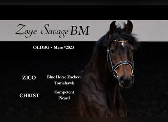 Sportivo Tedesco / Sportivo della Germania, Giumenta, 3 Anni, 165 cm, Baio ciliegia