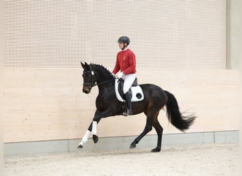 Sportivo Tedesco / Sportivo della Germania, Giumenta, 3 Anni, 165 cm, Baio nero