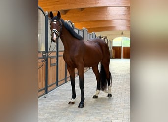 Sportivo Tedesco / Sportivo della Germania, Giumenta, 3 Anni, 167 cm, Baio