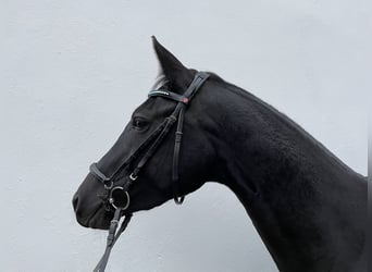 Sportivo Tedesco / Sportivo della Germania, Giumenta, 3 Anni, 168 cm, Baio nero