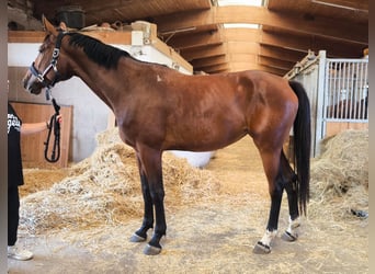 Sportivo Tedesco / Sportivo della Germania, Giumenta, 3 Anni, 168 cm, Baio scuro
