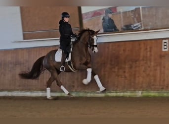 Sportivo Tedesco / Sportivo della Germania, Giumenta, 3 Anni, 169 cm, Sauro scuro