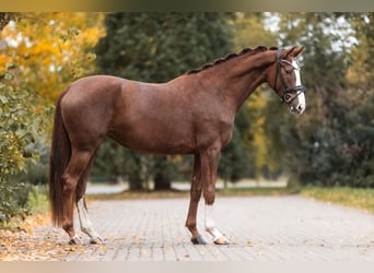 Sportivo Tedesco / Sportivo della Germania, Giumenta, 3 Anni, 169 cm, Sauro scuro