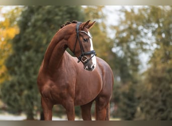Sportivo Tedesco / Sportivo della Germania, Giumenta, 3 Anni, 169 cm, Sauro scuro
