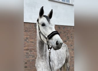 Sportivo Tedesco / Sportivo della Germania, Giumenta, 3 Anni, 170 cm, Grigio pezzato