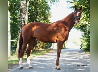 Sportivo Tedesco / Sportivo della Germania, Giumenta, 3 Anni, 170 cm, Sauro