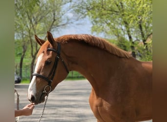 Sportivo Tedesco / Sportivo della Germania, Giumenta, 3 Anni, 170 cm, Sauro