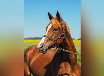 Sportivo Tedesco / Sportivo della Germania, Giumenta, 3 Anni, 173 cm, Sauro