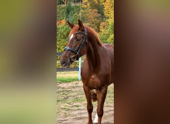 Sportivo Tedesco / Sportivo della Germania, Giumenta, 3 Anni, 174 cm, Sauro