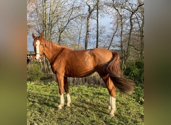 Sportivo Tedesco / Sportivo della Germania, Giumenta, 3 Anni, 174 cm, Sauro