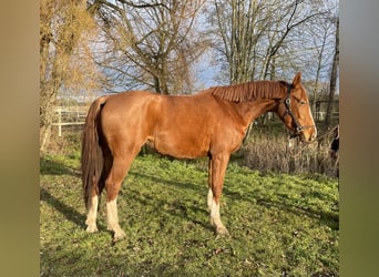 Sportivo Tedesco / Sportivo della Germania, Giumenta, 3 Anni, 174 cm, Sauro