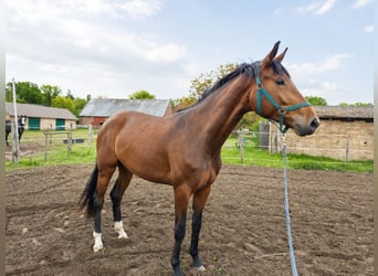 Sportivo Tedesco / Sportivo della Germania, Giumenta, 3 Anni, 175 cm, Baio