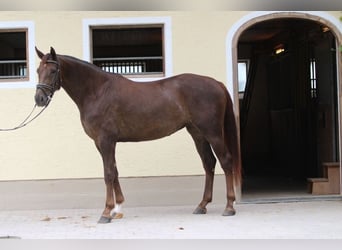 Sportivo Tedesco / Sportivo della Germania, Giumenta, 3 Anni, 175 cm, Sauro scuro