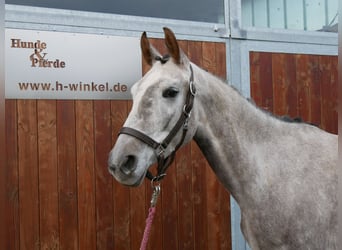 Sportivo Tedesco / Sportivo della Germania, Giumenta, 4 Anni, 150 cm, Grigio