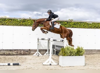 Sportivo Tedesco / Sportivo della Germania, Giumenta, 4 Anni, 159 cm, Sauro