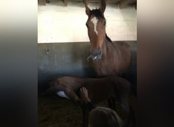 Sportivo Tedesco / Sportivo della Germania, Giumenta, 4 Anni, 160 cm, Baio